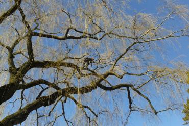 Centre Parcs Tree Climber