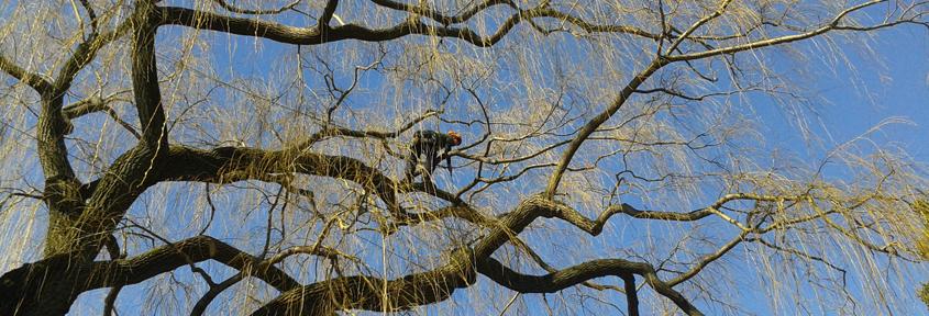 Centre Parcs Tree Climber