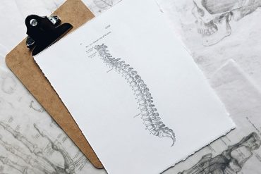 spine