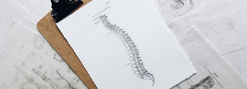 spine